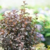 Summer Wine® Black Ninebark -Green Haven Shop Physocarpus Summer Wine Black DSC02869