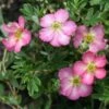 Happy Face Hearts® Potentilla -Green Haven Shop Potentilla Happy Face Hearts 1 P sw