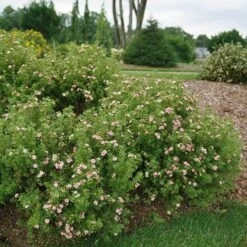 Happy Face® Pink Paradise Potentilla 8 Happy Face® Pink Paradise Potentilla -Green Haven Shop Potentilla Happy Face Pink Paradise 3 P sw
