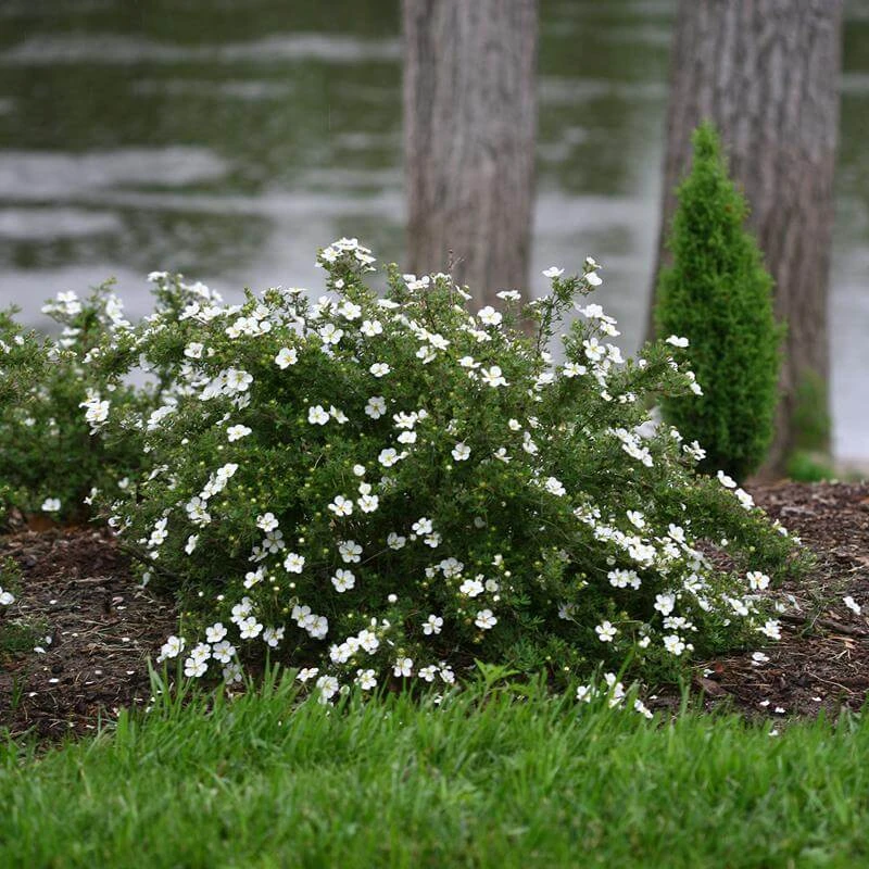 Happy Face® White Potentilla 3 Happy Face® White Potentilla
