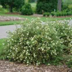 Happy Face® White Potentilla 10 Happy Face® White Potentilla -Green Haven Shop Potentilla Happy Face White 3 P sw