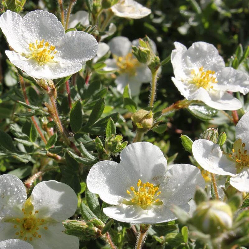 Happy Face® White Potentilla 6 Happy Face® White Potentilla - Image 4