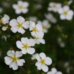 Happy Face® White Potentilla 12 Happy Face® White Potentilla -Green Haven Shop Potentilla Happy Face White 5 P sw