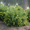 Happy Face® Yellow Potentilla 1 Happy Face® Yellow Potentilla -Green Haven Shop Potentilla Happy Face Yellow 1 P