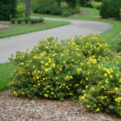 Happy Face® Yellow Potentilla -Green Haven Shop Potentilla Happy Face Yellow 3 P