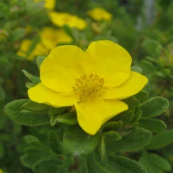 Happy Face® Yellow Potentilla -Green Haven Shop Potentilla Happy Face Yellow 5 P