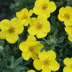 Happy Face® Yellow Potentilla -Green Haven Shop Potentilla Happy Face Yellow 6 P