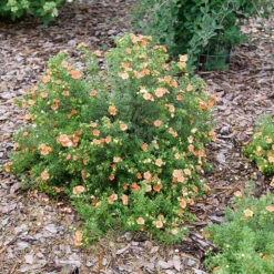 Happy Face® Orange Potentilla -Green Haven Shop Potentilla Happy Face Orange P1237255
