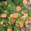 Happy Face® Orange Potentilla -Green Haven Shop Potentilla Happy Face Orange P1238460