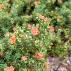 Happy Face® Orange Potentilla -Green Haven Shop Potentilla Happy Face Orange P1239060