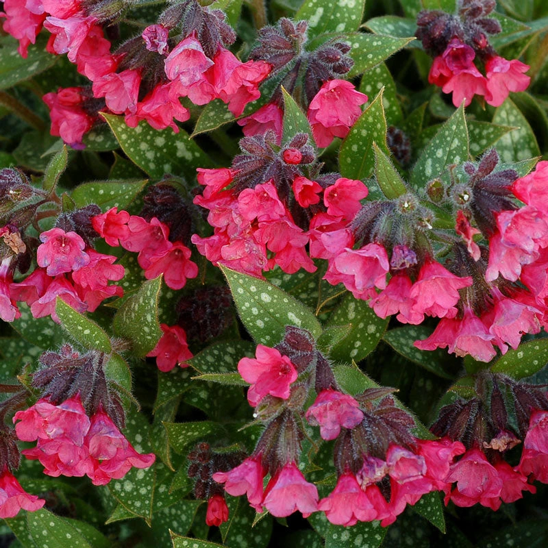 'Shrimp On The Barbie' Lungwort 5 'Shrimp On The Barbie' Lungwort - Image 3