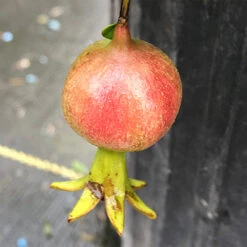 Peppy Le Pom™ Pomegranate -Green Haven Shop Punica Peppy Le Pom 3 L