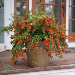 Berry Box™ Pyracomeles -Green Haven Shop PyracomelesBerryBoxP1117266 1080x1080 8244075