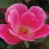 Pink Knock Out® Rose 1 Pink Knock Out® Rose -Green Haven Shop ROSPK2Q 1