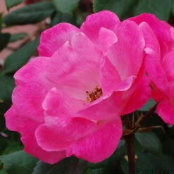 Pink Knock Out® Rose -Green Haven Shop ROSPK2Q 2
