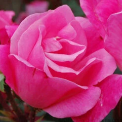 Pink Knock Out® Rose -Green Haven Shop ROSPK2Q 3