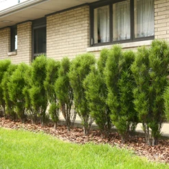 Fine Line® Rhamnus -Green Haven Shop RhamnusFineLineIMG 0919 800x800 5b34e63