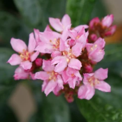 La Vida Grande™ Indian Hawthorn -Green Haven Shop RhaphiolepisLaVidaGrandeP1075031 800x800 b1236b4