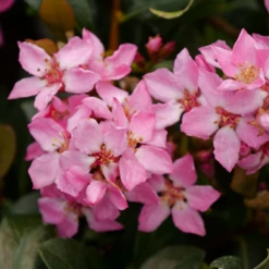 La Vida Mas™ Indian Hawthorn -Green Haven Shop RhaphiolepisLaVidaMsP1001763 800x800 bae5ef5