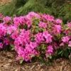 Bloom-A-Thon® Lavender Reblooming Azalea -Green Haven Shop Rhododendron Bloom A Thon Lavender 1 P b7b31ee5 bb79 406d b7ff 447056c2271e sw