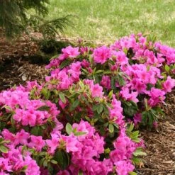 Bloom-A-Thon® Lavender Reblooming Azalea -Green Haven Shop Rhododendron Bloom A Thon Lavender 3 P a52a377d 7313 4336 a6b0 9a786f52e931 sw