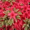 Bollywood® Azalea -Green Haven Shop Rhododendron Bollywood 1 sw