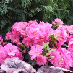 Perfecto Mundo® Double Purple Reblooming Azalea -Green Haven Shop Rhododendron Perfecto Mundo Double Purple sq