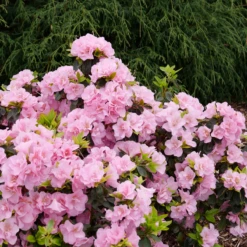 Perfecto Mundo® Double Pink Reblooming Azalea 11 Perfecto Mundo® Double Pink Reblooming Azalea -Green Haven Shop RhododendronPerfectoMundoDoublePinkP1037880 800x800 cf84c72