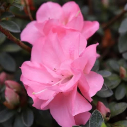 Perfecto Mundo Pink Carpet™Reblooming Azalea -Green Haven Shop RhododendronPerfectoMundoPinkCarpetIMG 0354 800x800 f6ea450