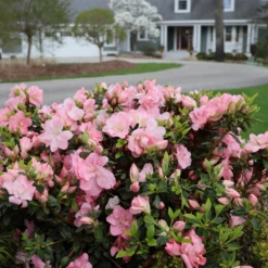 Perfecto Mundo Pink Carpet™Reblooming Azalea -Green Haven Shop RhododendronPerfectoMundoPinkCarpetIMG 0631 800x800 0ea7d29