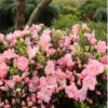 Perfecto Mundo Pink Carpet™Reblooming Azalea 2 Perfecto Mundo Pink Carpet™Reblooming Azalea -Green Haven Shop RhododendronPerfectoMundoPinkCarpetIMG 0639 800x800 0872e01