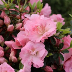 Perfecto Mundo Pink Carpet™Reblooming Azalea -Green Haven Shop RhododendronPerfectoMundoPinkCarpetIMG 0641 800x800 6a0c32b