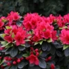 Perfecto Mundo® Red Reblooming Azalea -Green Haven Shop RhododendronPerfectoMundoRedIMG 0537 800x800 e858d28