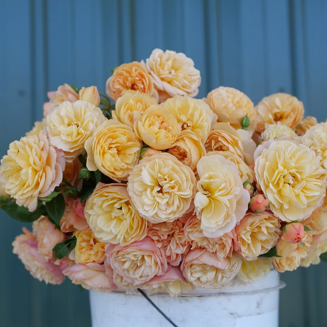 Flavorette™ Honey-Apricot Rose 4 Flavorette™ Honey-Apricot Rose - Image 2