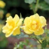 Oso Easy Lemon Zest® Rose -Green Haven Shop RosaOsoEasyLemonZest1