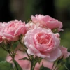 Reminiscent™ Pink Rose