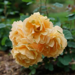 Rise Up Amberness™ Climbing Rose -Green Haven Shop RosaRiseUpAmbernessDSC09017 800x800 6ca8a6a