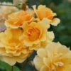 Rise Up Amberness™ Climbing Rose -Green Haven Shop RosaRiseUpAmbernessDSC09290 800x800 72ab01e