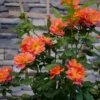 Rise Up Emberays™ Climbing Rose -Green Haven Shop RosaRiseUpEmberaysP1184651 1080x1080 4ad4f3d