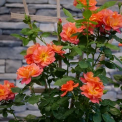 Rise Up Emberays™ Climbing Rose