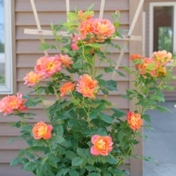 Rise Up Emberays™ Climbing Rose -Green Haven Shop RosaRiseUpEmberaysP1184672 1080x1080 5f6a7b4