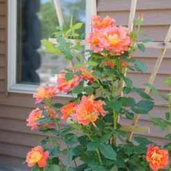 Rise Up Emberays™ Climbing Rose -Green Haven Shop RosaRiseUpEmberaysP1184697 1080x1080 0fee0c8