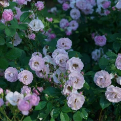 Rise Up Lilac Days™ Climbing Rose 9 Rise Up Lilac Days™ Climbing Rose -Green Haven Shop RosaRiseUpLilacDaysDSC07015 800x800 ccb5c78