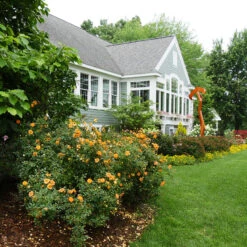 Oso Easy Paprika® Rose 10 Oso Easy Paprika® Rose -Green Haven Shop Rose Oso Easy Paprika 4 P