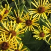 'Henry Eilers' Sweet Coneflower (Rudbeckia) -Green Haven Shop Rud subt HenryEilers Flw 12