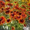 'Summer Sienna' Sweet Coneflower (Rudbeckia) -Green Haven Shop Rudbeckia Summer Sienna 3