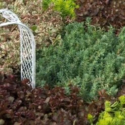 'Blue Spruce' Stonecrop -Green Haven Shop SEDBS1Q 2 sw