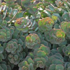 Succulent Ground Cover Collection -Green Haven Shop SEDSI1Q 3