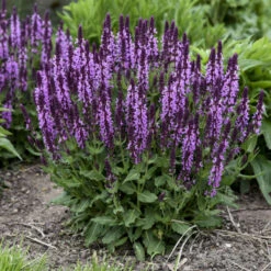 'Pink Profusion' Salvia -Green Haven Shop Salvianemorosa PinkProfusion PP31435CPBRAF0000lowres
