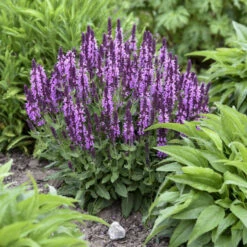 'Pink Profusion' Salvia -Green Haven Shop Salvianemorosa PinkProfusion PP31435CPBRAF0001lowres